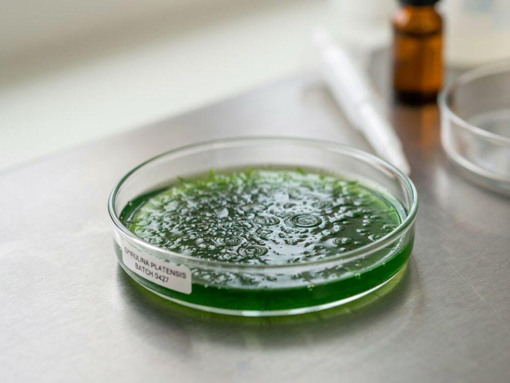 spirulina w proszku